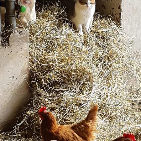 Penzion Seyerlehnerhof Maria Neustift