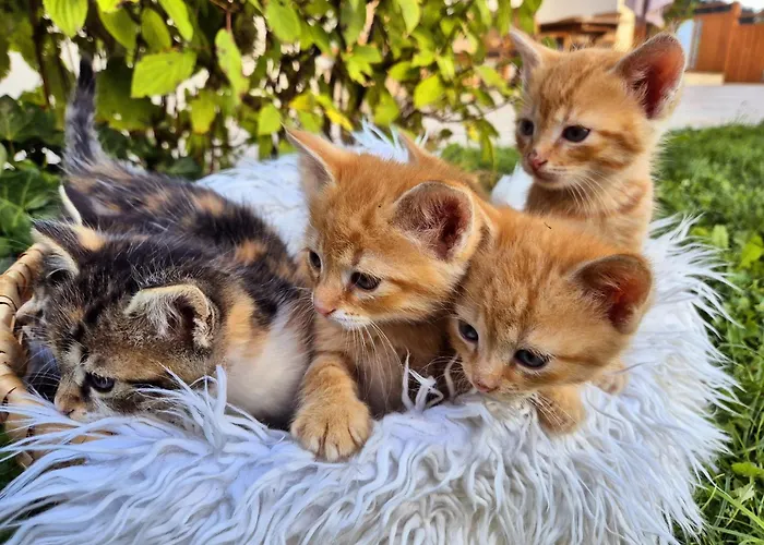 Konukevi Seyerlehnerhof 3*