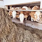 Seyerlehnerhof 招待所 Maria Neustift