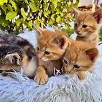 招待所 Seyerlehnerhof 3*