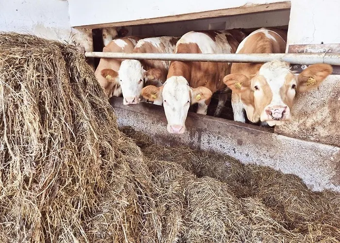 Seyerlehnerhof Guest house Maria Neustift